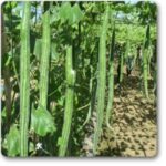 Snake Gourd Chichinda -Indian Vegitables