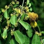 Anogeissus Acuminata� - Medicinal Plant