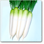 Radish Imp.Green Paradise