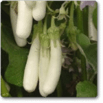 Brinjal F1 White Long -Indian Vegitables