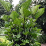 Alocasia esculata var tea cup -