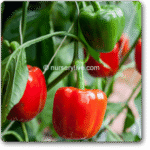 Bellpepper Mini Red Imported Exotic Vegetable Seeds