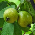 Guava- Amrud- Psidium Guajava�