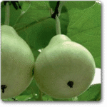 Bottle Gourd F1 Type Latu -Indian Vegitables