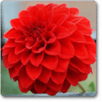 Big Dahlia ( Red ) - Ground Cover