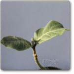 Mandar- Rui� - Medicinal Plant