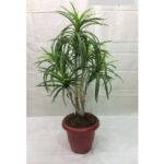 Artificial Plant 2000-Q�