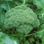 Broccoli green