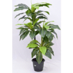 Artificial Bird-Nest Fern Real Touch Tree 4'