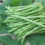 Bush beans