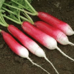 Radish Half Red Imported