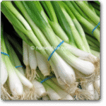 Spring Cut Bunching Onion Exotic Herb Seeds