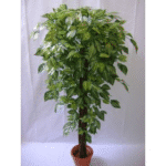 Zebra Plant 'N' Stick 5