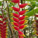 Heliconia - Lobster