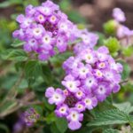 Lantana (Lavender) - Ground Cover