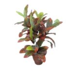 Artificial Plant Croton Plant�