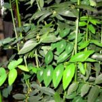 Multivitamin-Thavasi Keerai� - Medicinal Plant