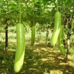 Bottle gourd pusa komal