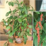 Piper nigrum- Kali Mirch