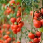 Tomato Imp Moneymaker