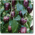 Capsicum Black- Bell Pepper Purple Black