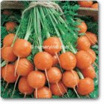Carrot Round Nantes -Indian Vegitables