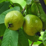 Guava- Amrud- Psidium Guajava