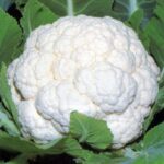 Cauliflower F1 Him Daksh - 65