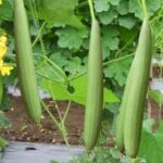 Sponge gourd jaipur long