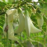 Sesbania grandiflora- Hummingbird tree - Medicinal Plant