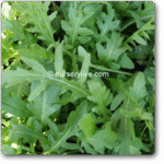 Rucola Cultivated, Rocket Cultivated