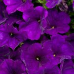 Petunia (Violet) - Ground Cover