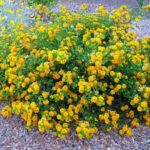 Lantana (Yellow) - Ground Cover