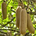 Sausage Tree- Kigelia Pinnata
