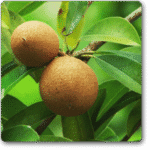 Chiku- Chikku- Chikoo�