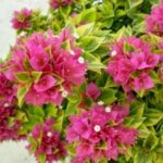 Bougainvillea Variegated