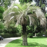 Butia capitata-Cocos capitata