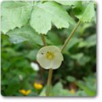 Mayapple- Ban kakri- Podophyllum Peltatu