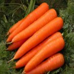Carrot early nantus
