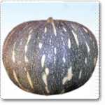Pumpkin F1 Hybrid OS-204 -Indian Vegitables