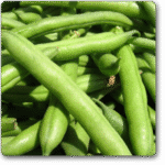 France Beans Hybrid Selection, French Beans