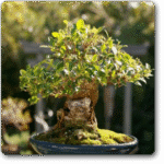 Ficus Multiroots 175 cm