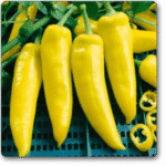 Hot Pepper Yellow Desire -Indian Vegitables