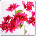 Bougainvillea (Multi colours)