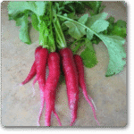 Radish F1 Long Red Exotic Vegetable Seeds
