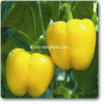 Squash Pattison Pan Exotic Vegetable Seeds