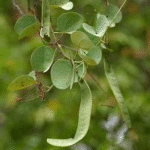 Katmauli- Bidi Leaf Tree- Apta - Medicinal Plant