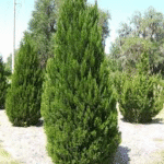 Chinese Juniper- Juniperus chinensis expa