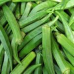 Bhindi Vasant 4 Okra F1