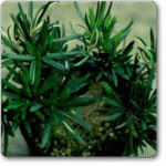 Podocarpus Neriifolius